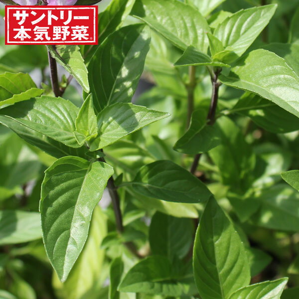 サントリー本気野菜ハーブの苗/バジル：濃いバジル グルメバジル：3号ポット 6株セットマツタケやポルチーニのような芳香ニュアンスのあるスパイシーバジル。しっかりとした茎立ち、刈り込み再萌芽にもよく耐えます。お料理のリッチなアクセントに最適 です。学名：Ocimum basilicum　'Gourmet Basil'タイプ：シソ科品種情報収穫時期:定植後20日〜栽培ポイント:込み合ってきたら根元から切り取り風通しを良くします。徒長したら、草丈の半分の高さでピンチし再萌芽させます。 栽培適性：プランター向け、畑向け植え込み株数（目安）：65cm横長プランターに2〜3株、または7号（直径21cm）鉢に1株栽培方法：＜植えつけ＞日当たりと風とおしが良い場所を選んで下さい。プランター、ポット栽培の場合でも半日以上日光が当たる場所で育てます。植えつけ2週間ほど前に、堆肥2kg/平方メートル、苦土石灰100g/平方メートルを混ぜ、よく耕しておきます。植えつけ1週間前で元肥として、有機質を多く含む配合肥料［8 - 8 - 8］などを100g/平方メートルを混ぜ込み、株間30〜40cmで定植します。コンテナ・プランターの場合有機質に富んだ、水はけが良く、保肥力のある、野菜用培養土を選びます。必要に応じて元肥を適宜混ぜ込んでおきます。＜追肥＞定植後1ヶ月以上経過し、葉枚数が増えてきたら、適宜有機質の肥料を株元（20〜30g/株目安）にすき込みます。生長が穏やかになる厳冬期以外は野菜用の液肥を水やりに代わり与えてもよいでしょう。＜水やり＞定植時はしっかり水を与えます。その後は根がしっかり張り活着するまではまで水を控えめにします。生育期は地表部が乾いてきたらしっかり与えましょう。乾燥させてから水を与える、メリハリつけた水やりが重要です。＜収穫＞濃いリーフベジは常備菜としてご利用いただくことをお勧めします。定植後20日〜30日ほど経過し、ある程度葉枚数が増えてから収穫を開始します。収穫は、株全体を抜いてしまわず、「一番外の葉」から順番に摘み取り、常に10枚以上の葉を残しながら収穫を続けると長く利用することが出来ます。＜株管理のポイント＞より早く収穫をいただけるよう複数の種子を発芽させた苗でお届けしています。香草野菜の場合、ある程度の徒長はむしろ茎葉が柔らかく、食べやすくなり問題ありませんが、定植後株元が混みあい、著しく徒長した場合には、丈夫な株を数本残して株元から抜き取るか、摘芯することをお勧めします。株の中心から花芽が立ち上がってきたら、早めに株元から切り取り、収穫部位である茎葉の生長を維持、促進させます。収穫は香りのよい新梢を伸ばして、硬くなる前に収穫するようにします。お届け時の苗姿は個体差があります。表示の写真と異なることがあります。バジル：濃いバジル グルメバジル：3号ポット 6株セットの栽培ガイドバジル11月のハーブのお手入れ10月のハーブのお手入れ9月のハーブのお手入れ8月のハーブのお手入れ28月のハーブのお手入れ7月のハーブのお手入れ12月のハーブのお手入れ2月の野菜・ハーブ類のお手入れ3月のハーブのお手入れ4月のハーブのお手入れ5月のハーブのお手入れ6月のハーブのお手入れ2ハーブの育て方