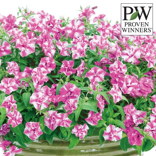 草花の苗/ペチュニア：スーパーチュ...