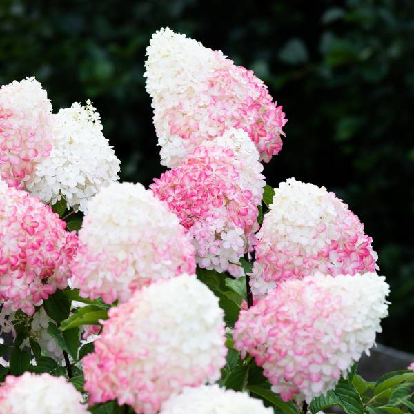 花木 庭木の苗/ノリウツギ（ハイドランジア パニキュラータ）：ピンク＆ローズ3.5号ポットのサムネイル