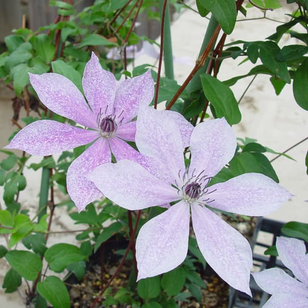 楽天市場】クレマチス 流星 苗の通販