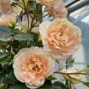 バラの苗/[送料無料]つるバラ：マティアス クラウディウス ローズ8号大型アンドン仕立て