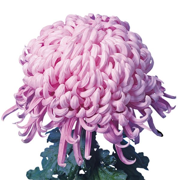 草花の苗/大菊厚物（あつもの）：太平の虹（たいへいのにじ）2.5号ポット 2株セット