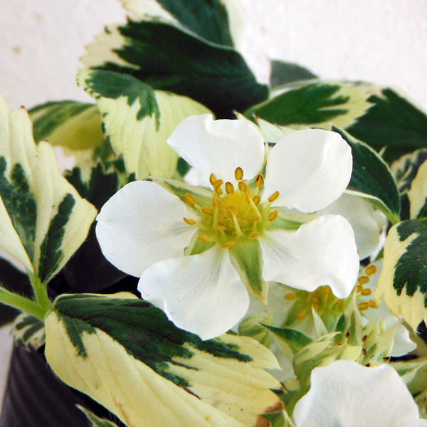 草花の苗/イチゴ：マーブルストロベ...