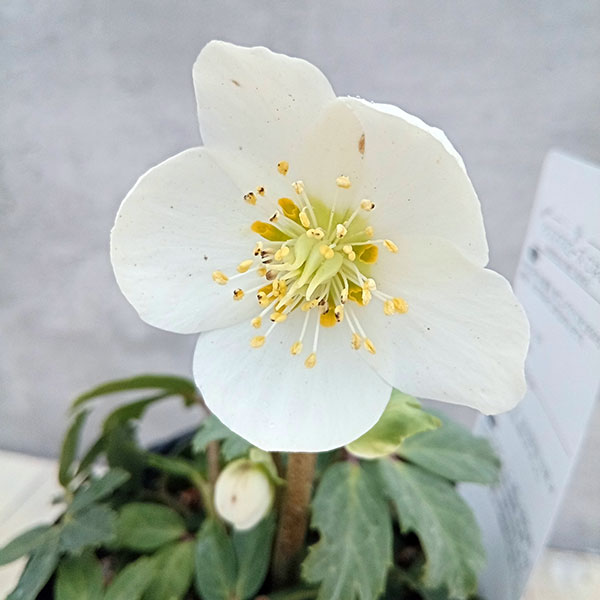 大和園さんのクリスマスローズ：ニゲ...