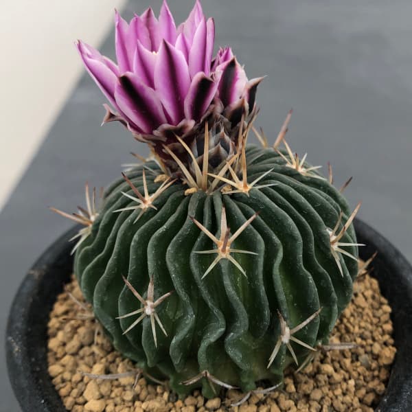 観葉植物/サボテン：エキノフォスロカクタス　縮玉　3号鉢植え