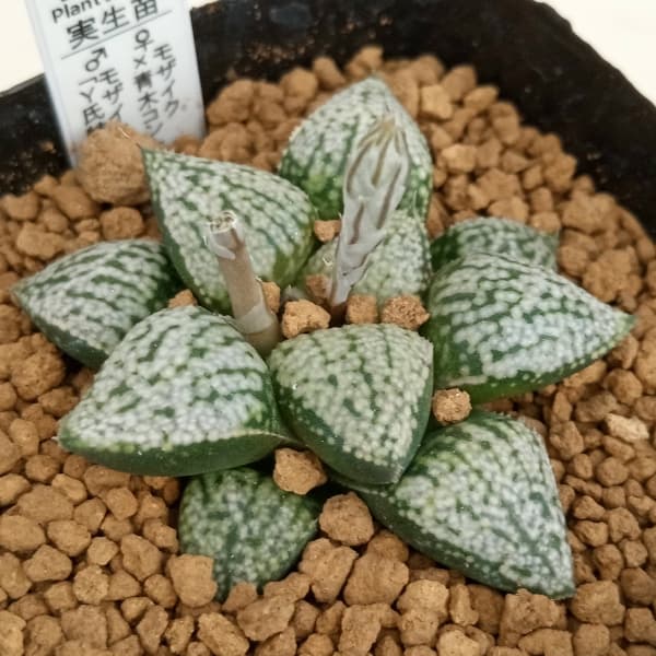 観葉植物/ハオルチア：(モザイク×青木コントラスト)×モザイクY氏特 2.5号角ポット