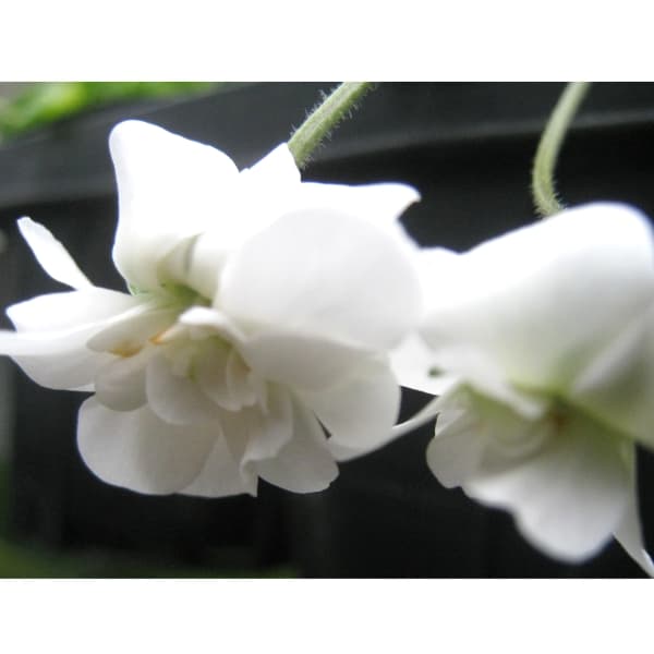 山野草の苗/ニオイスミレ：スワンリ...