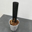 観葉植物のぼらセット(ネガミエル5号×ねこチップ×ねこの登り棒)