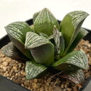 観葉植物/ハオルチア:交配シリーズ(アルミナムスター実生×ビエラ) 3号鉢植え