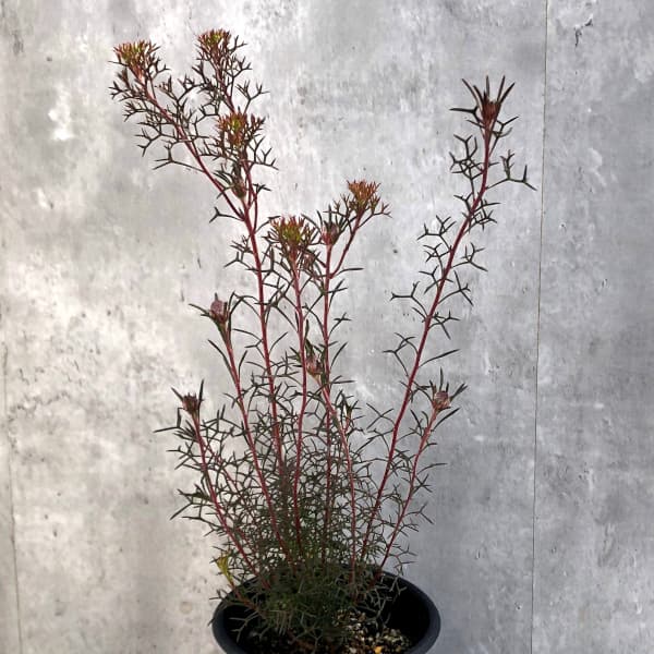 花木 庭木の苗/イソポゴン フォルモサス：ローズコーン　5号鉢植え