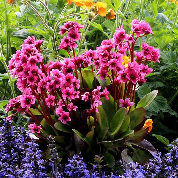 楽天市場】ベルゲニア（苗物｜ガーデニング・農業）：花・ガーデン