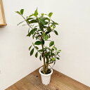 観葉植物/(わけあり特価)クルシア 7号鉢植え
