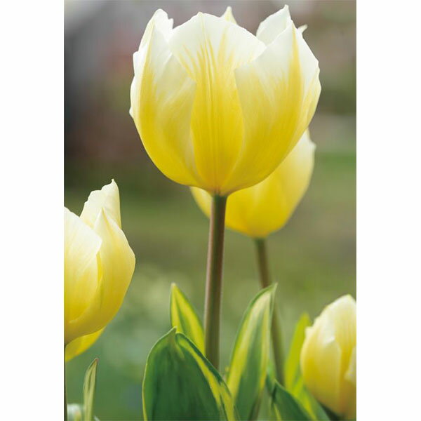 球根/チューリップ（斑入り葉）：スイートライト4球入り