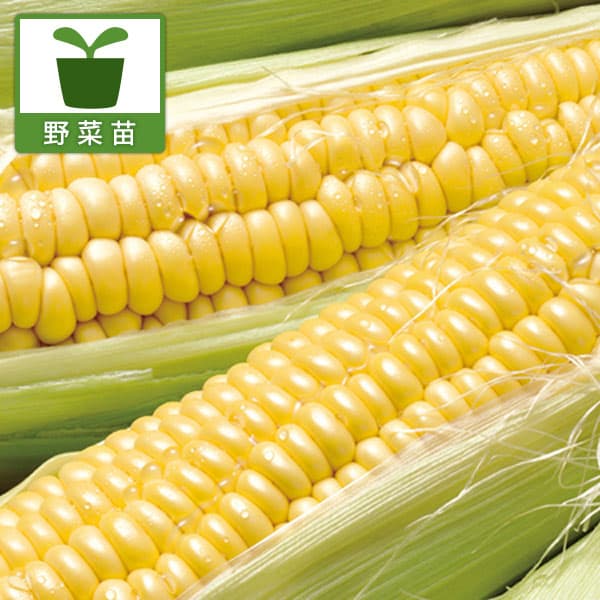 野菜の苗/とうもろこし：クリスマスコーン苗3号ポット 2株セットy