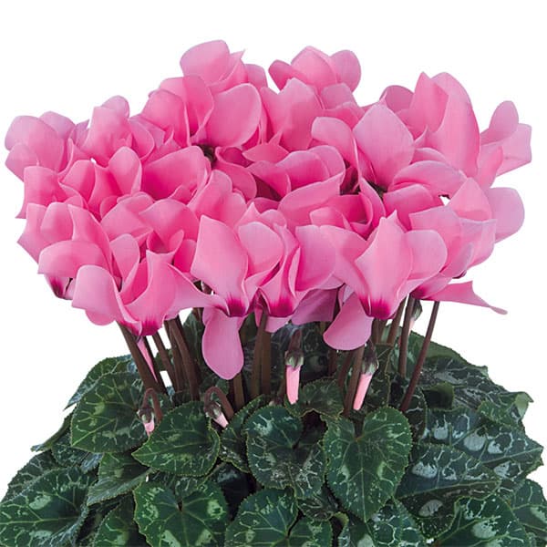 草花の苗/シクラメン：ドリームスケープ ローズアイ3.5号ポットのサムネイル