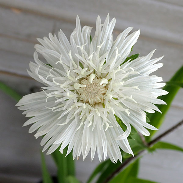 ストケシアの商品画像