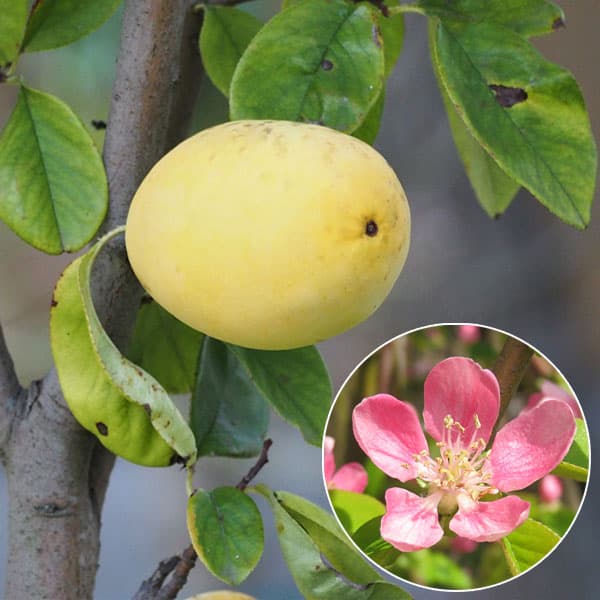 果樹の苗/カリン(花梨）4〜5号ポット