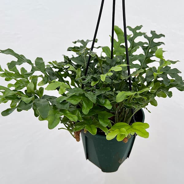 楽天市場】ドリナリア（花・ガーデン・DIY）の通販