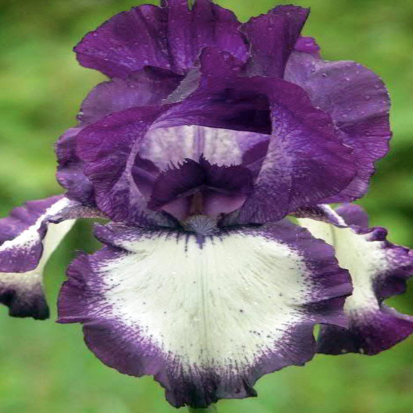 草花の苗/ジャーマンアイリス：ゴーイングマイウェイ3.5号ポット