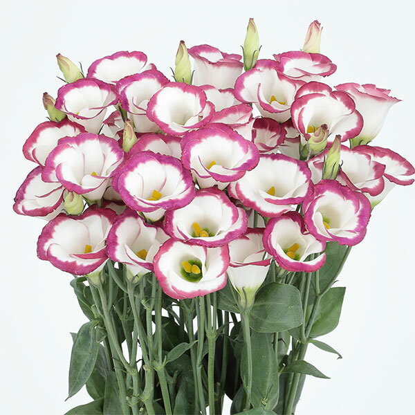 草花の苗/トルコギキョウ：ソロPF ローズピコティ3.5号ポットのサムネイル