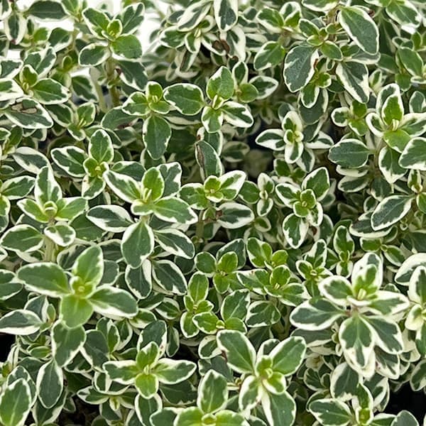 ハーブの苗/タイム：スパークリングブライト2.5-3号ポット 12株セット