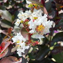 花木 庭木の苗/サルスベリ(百日紅):ルナーマジック(白)6号鉢植え