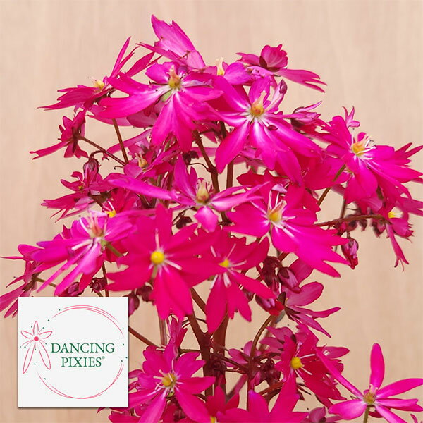 （わけあり特価）サキシフラガ：ダンシングピクシー ティア5号鉢植え