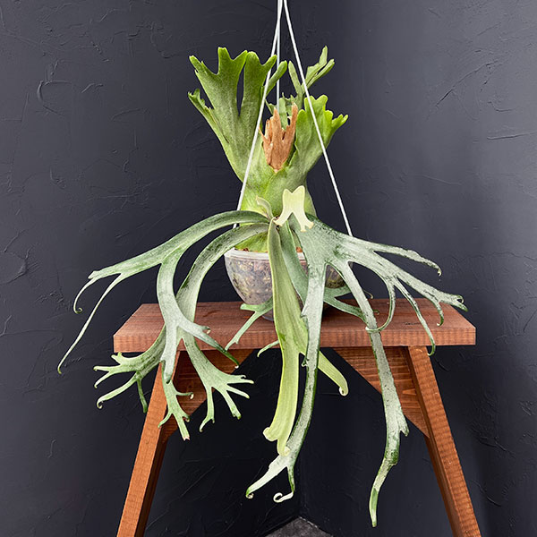 観葉植物/[送料無料]ビカクシダ：...