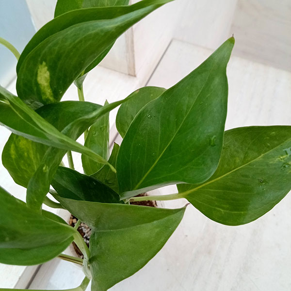 楽天市場】ポトス テルノ(花・観葉植物|花・ガーデン・DIY)の通販 楽天市場】ポトス テルノ(花・観葉植物|花・ガーデン・DIY)の通販