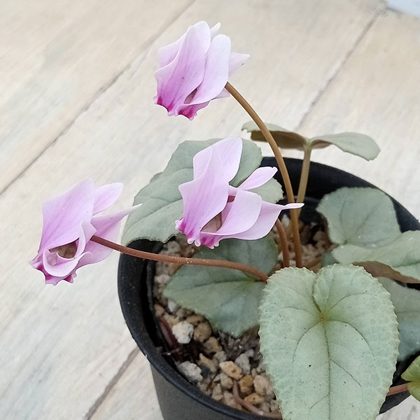 草花の苗/原種系シクラメン：ヘデリフォリウム　シルバーリーフ系（ピンク系）3-3.5号ポットのサムネイル