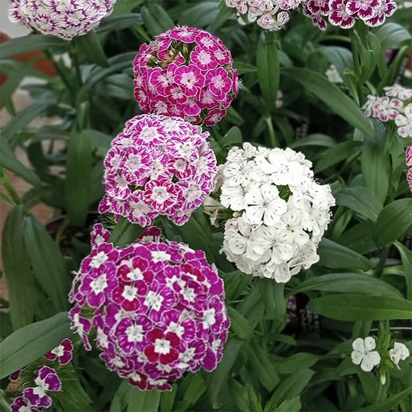 草花の苗/ダイアンサス：パープルクラウン花色ミックス3号ポットのサムネイル