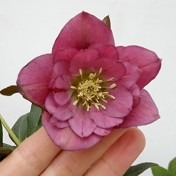 クリスマスローズ：ダブルレッド系3.5号ロングポット／FCRTのサムネイル