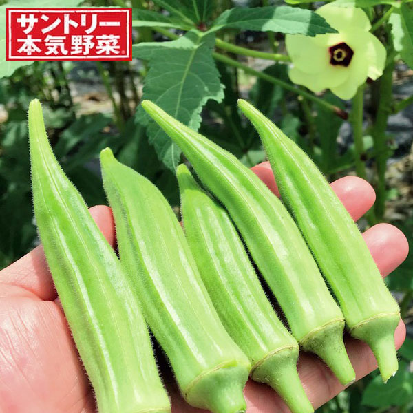 野菜の苗/ねりねりオクラ(R)3号ポットのサムネイル