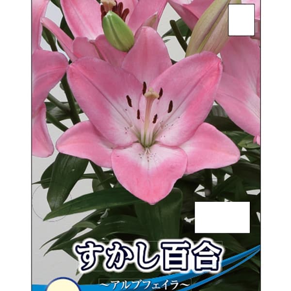 球根/ユリ（すかし百合）：アルブフェイラ2球入り 2個セット