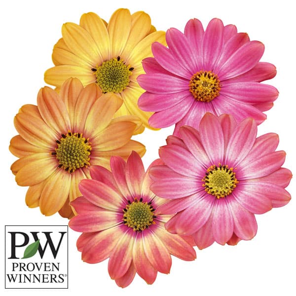 草花の苗/オステオスペルマム：キャンディフィールズ・ベリーズパイン3号ポット 2株セット