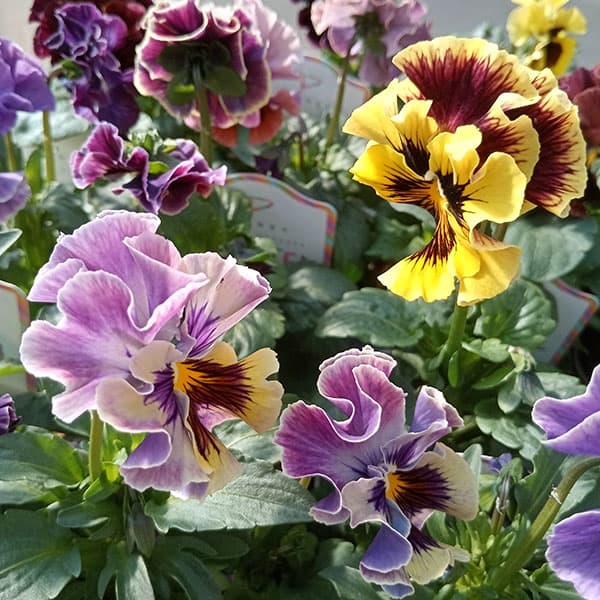 草花の苗/見元園芸のパンジー：パピージョルジュ3.5号ポット 3株セット
