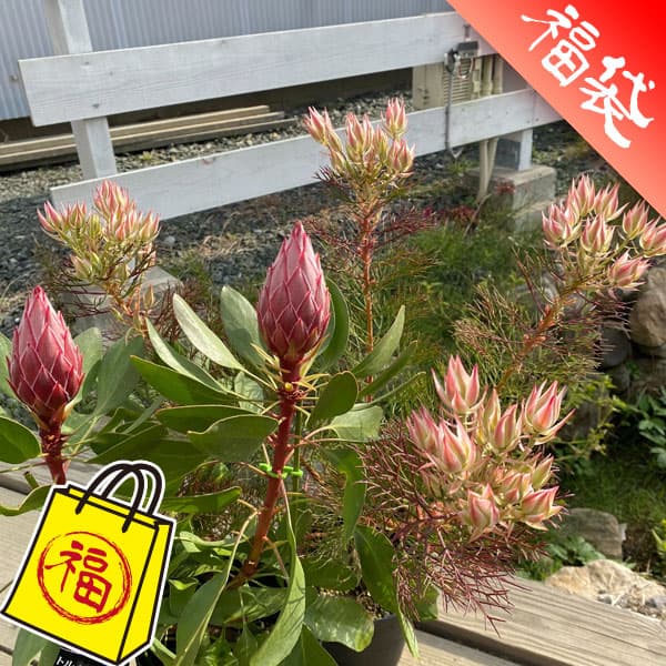 花木 庭木の苗/セルリア＆プロテア　5号セット（プリティーピンク・リトルプリンス2F）のサムネイル