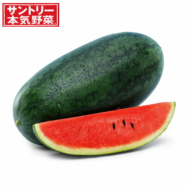 野菜の苗/スイカ：おいしいスイカ赤接木苗3.5号ポット 3株セット