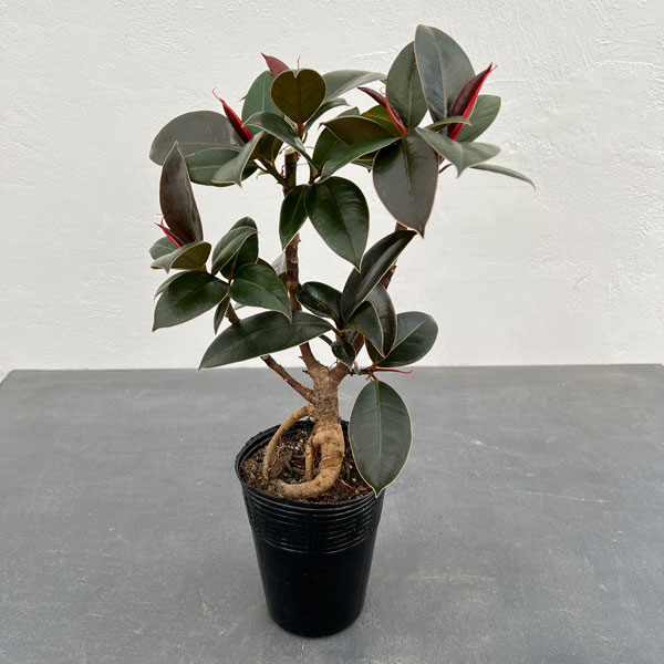 観葉植物/[ザ・ファームセレクト]フィカス：メラニー 4号根上り仕立て