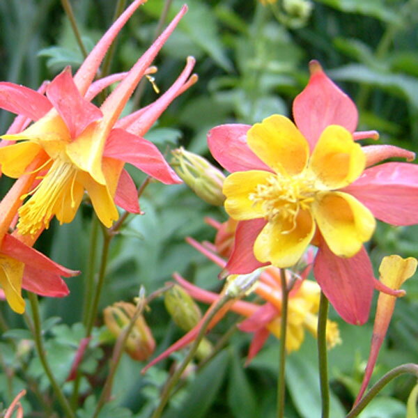 草花の苗/オダマキ：テキーラサンライズ3.5号ポット 12株セット