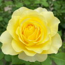 バラの苗/[送料無料]つるバラ：ライムライト グランディローサ8号大型アンドン仕立て