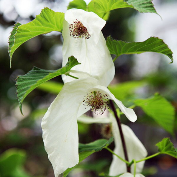 花木 庭木の苗/ハンカチノキ（ダビディア）：ソノマ 5号即席ポット