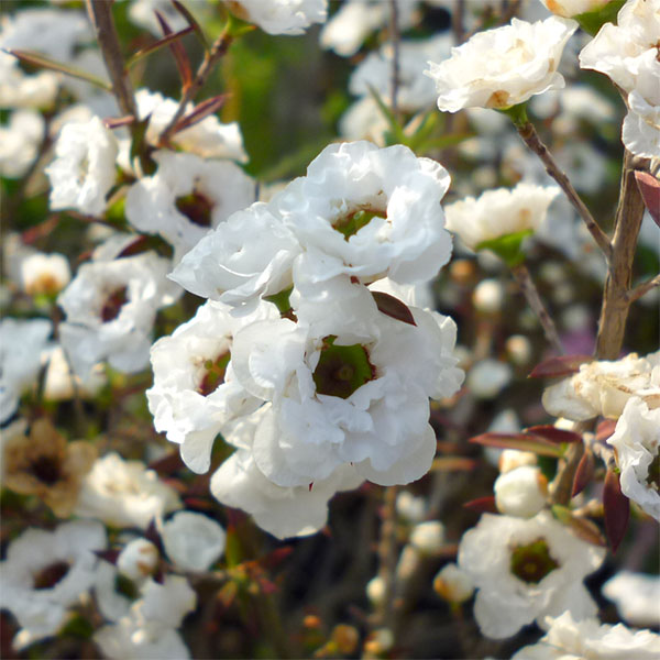 花木 庭木の苗/ギョリュウバイ：コットンコサージュ（白花八重）3号ポット