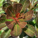 観葉植物/アデニウム:オベスム(銅葉) デーンニンラギャング 4号鉢植え