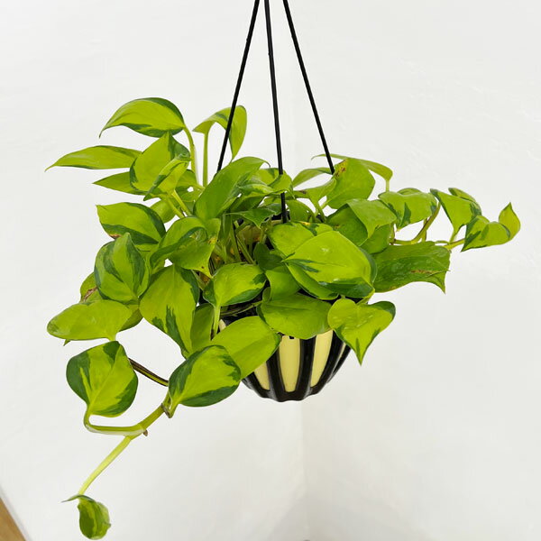 観葉植物/ポトス：AWファンタジー 5号吊り鉢