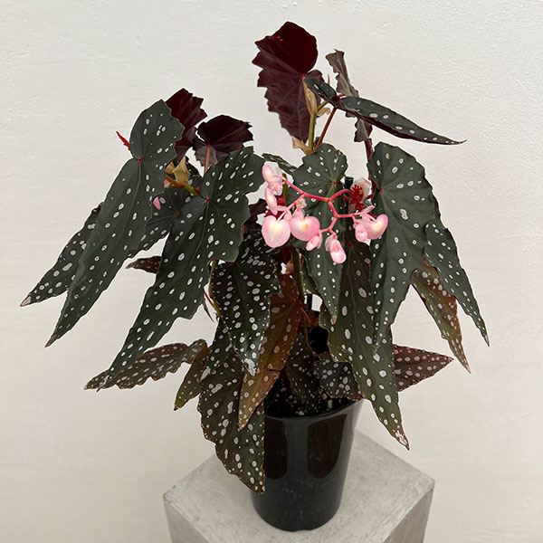 観葉植物/ベゴニア：シャロン・シーラート　6号鉢植えのサムネイル