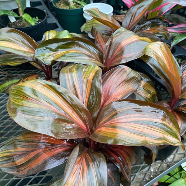 観葉植物/コルジリネ：レッドチョコレートクィーン 3.5号ポット