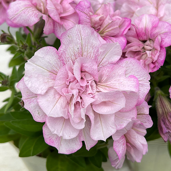 草花の苗/ペチュニア：フレル　ホワイトピンク3号ロングポットのサムネイル