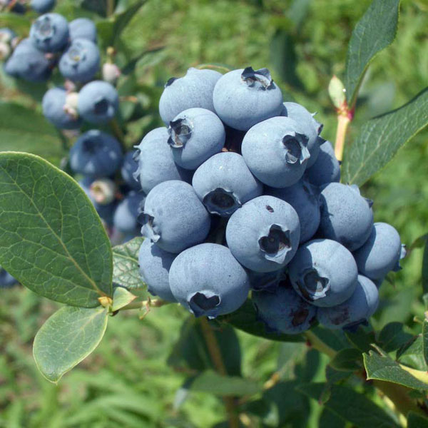 果樹の苗/ブルーベリー（ラビットアイ系）：サウスランド3.5号ポット