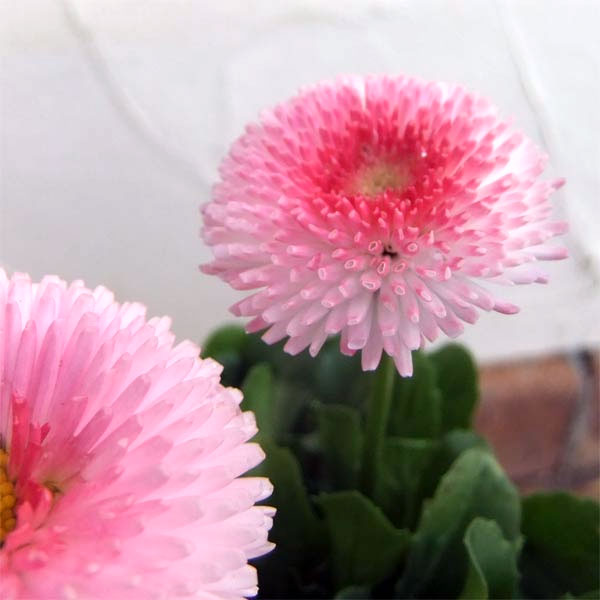 草花の苗/[送料無料]デージー：タッソー ストロベリー＆クリーム3-3.5号ポット 12株セット